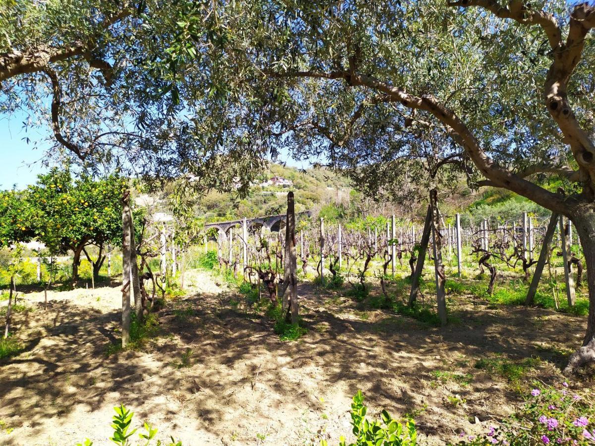 Villa Il Vigneto Gaggi Esterno foto